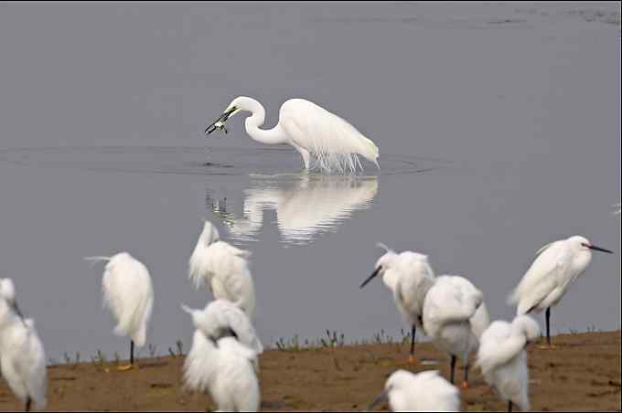 鸟越来越难拍了 鸟越来越难拍了