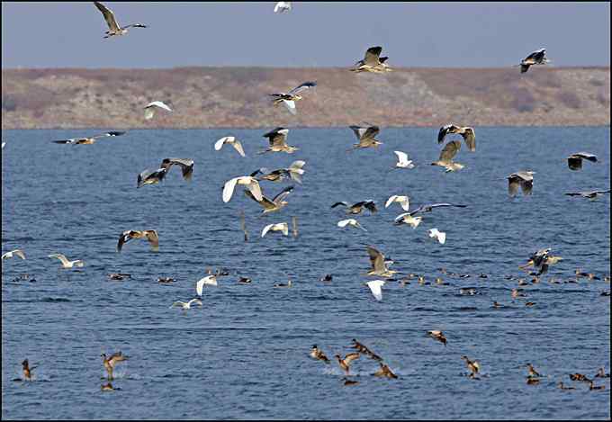 中华秋沙鸭。枪击打鸟 中华秋沙鸭。枪击打鸟