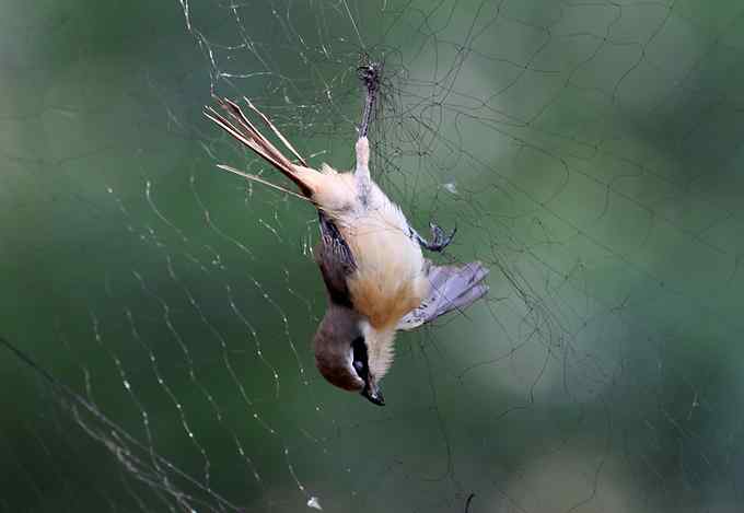 公园里竟有捕鸟网,可恶的很! 公园里竟有捕鸟网,可恶的很!