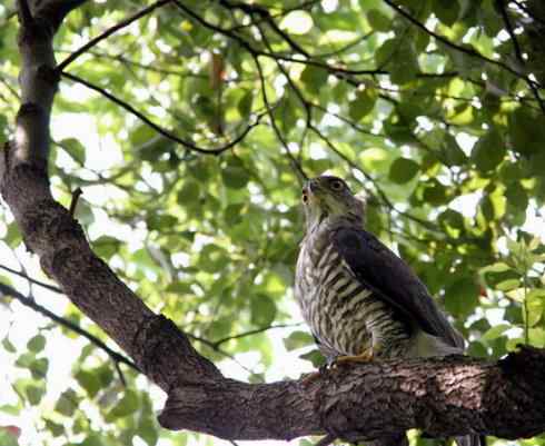死死地瞪着我的凤头鹰，狭路相逢！