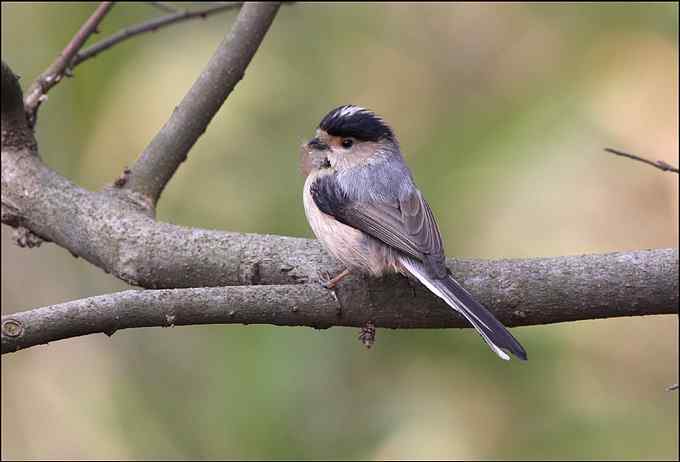 再拍银喉长尾山雀