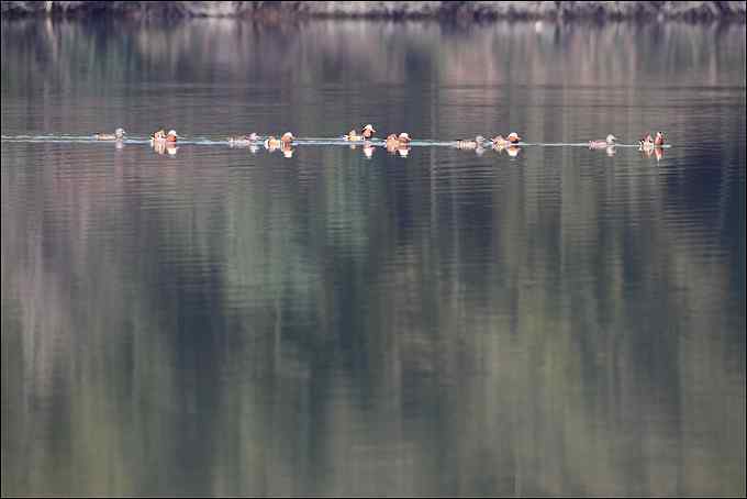 过瘾!银喉长尾山雀 过瘾!银喉长尾山雀