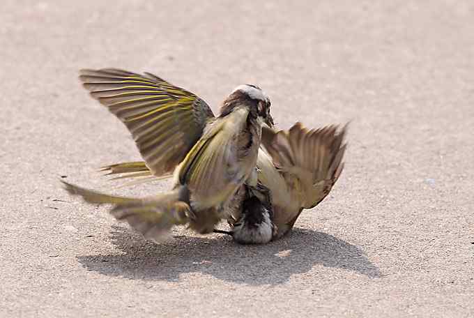 两只小鸟上演“马路凶杀案”