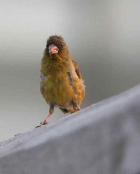 吃西瓜籽的金翅雀