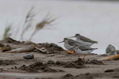 拍水鸟兼感谢一位山东兄弟！