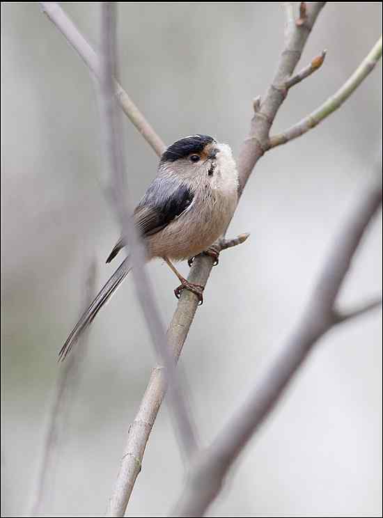 过瘾!银喉长尾山雀 过瘾!银喉长尾山雀