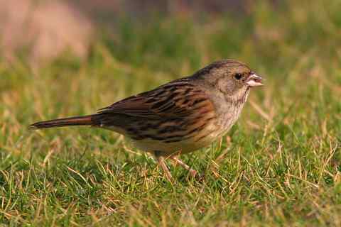 总算把你拍清楚了 灰头鹀