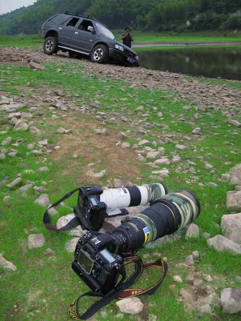 灰头麦鸡,又是 “全球性近危”! 灰头麦鸡,又是 “全球性近危”!