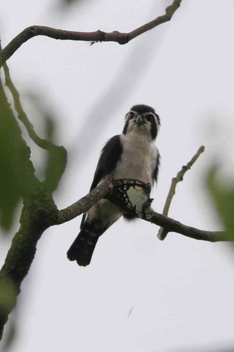 白腿小隼，世界上最小的猛禽？