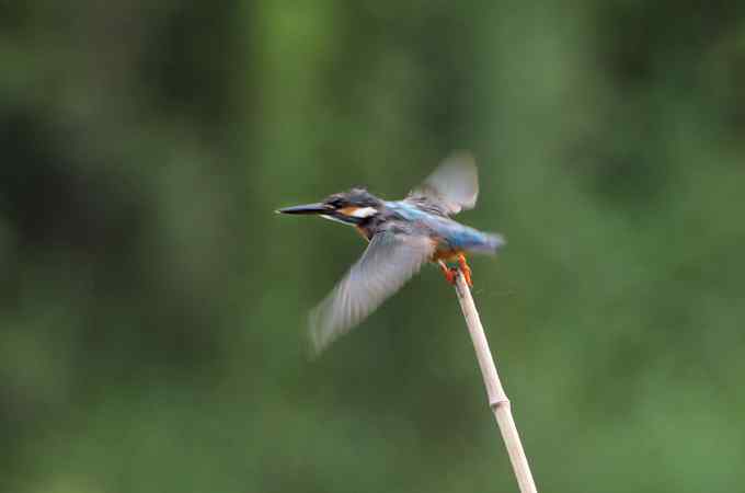 小小翠鸟,哥俩好,真可爱 小小翠鸟,哥俩好,真可爱