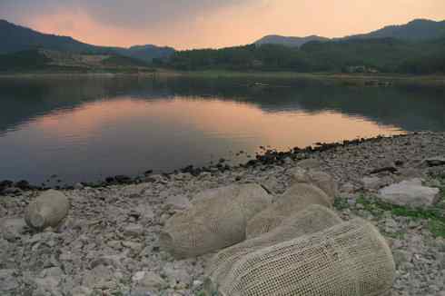 灰头麦鸡,又是 “全球性近危”! 灰头麦鸡,又是 “全球性近危”!