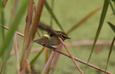 新鸟种，捕鸟者及“虎牙哥哥”