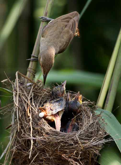 请注意小鸟的屁股! 请注意小鸟的屁股!
