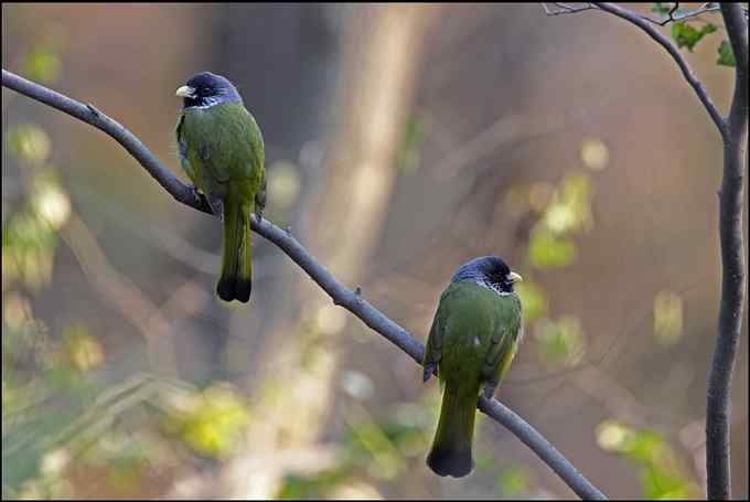 我和我的孩子，一起去拍鸟