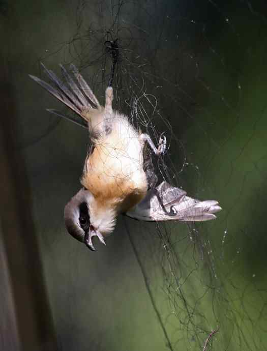 公园里竟有捕鸟网,可恶的很! 公园里竟有捕鸟网,可恶的很!