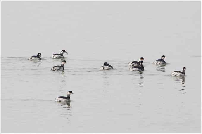 黑颈鸊鷉 红眼睛