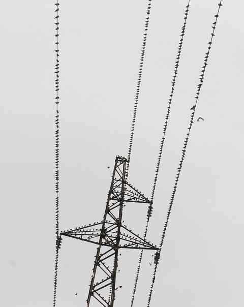 总算又去拍鸟了 北红尾鸲、丝光椋鸟