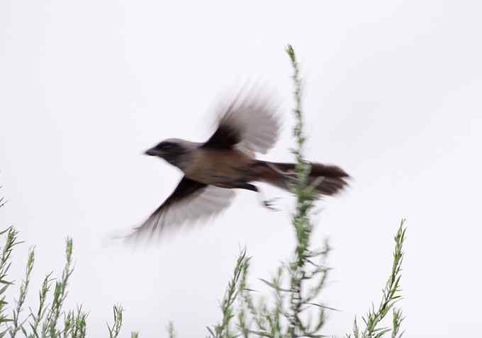 菜鸟，全是菜鸟