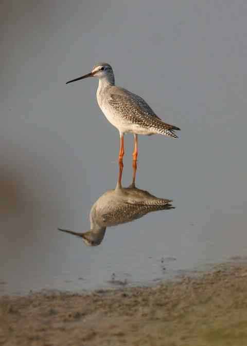 漂亮模特:红脚鹬
