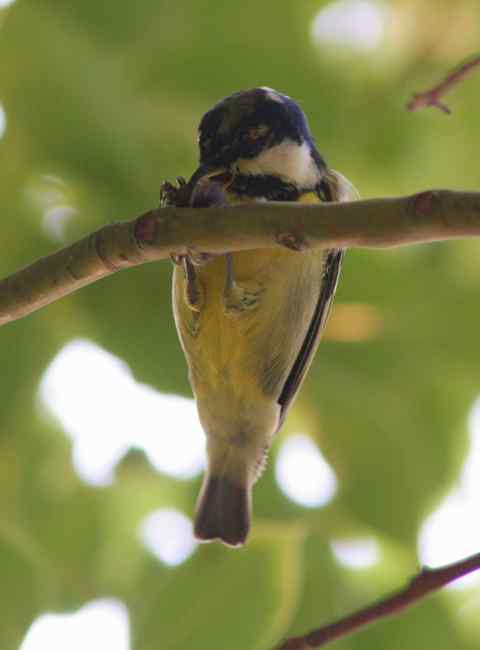 新鸟种:黄腹山雀 新鸟种:黄腹山雀