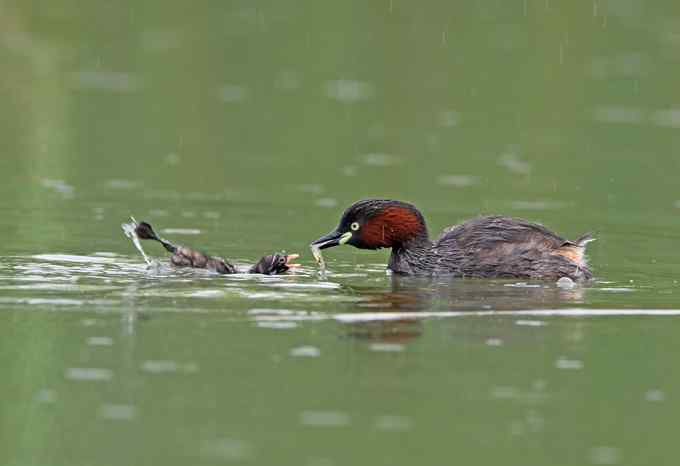 为生命而绽放：小鸊鷉