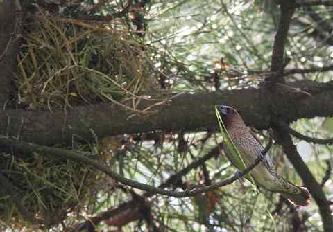 斑文鸟吃的竟是狗屎! 斑文鸟吃的竟是狗屎!