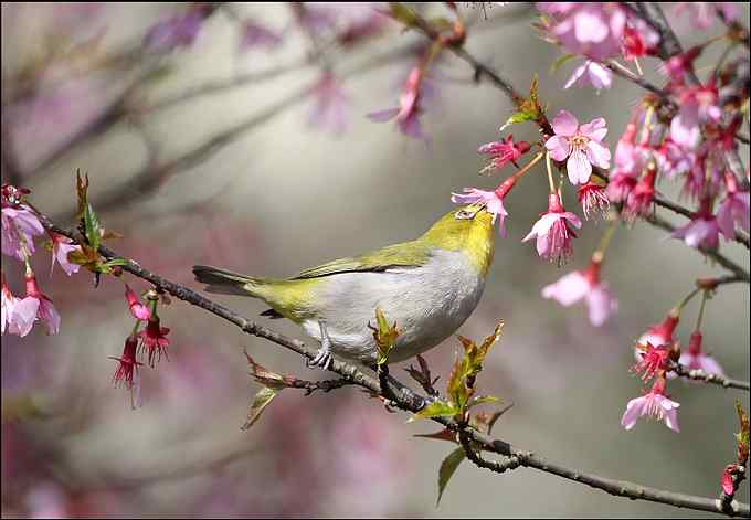 暗绿绣眼鸟与樱花的香吻