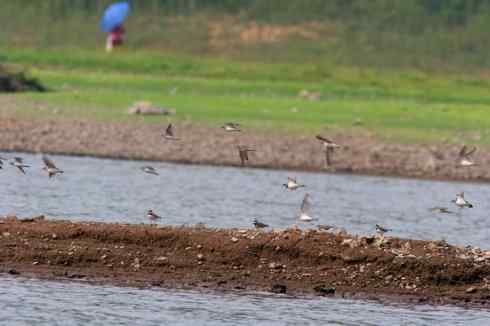 灰头麦鸡,又是 “全球性近危”! 灰头麦鸡,又是 “全球性近危”!