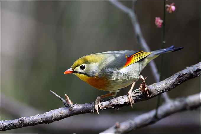 暗绿绣眼鸟与樱花的香吻