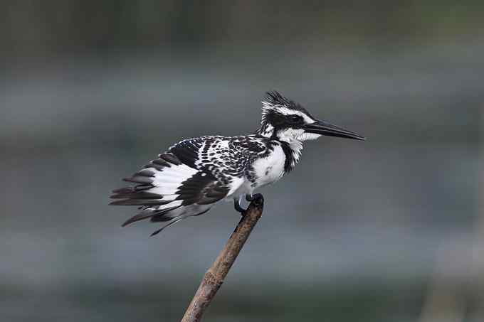摄影师大山雀痛快拍斑鱼狗 摄影师大山雀痛快拍斑鱼狗