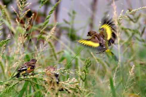 吃西瓜籽的金翅雀