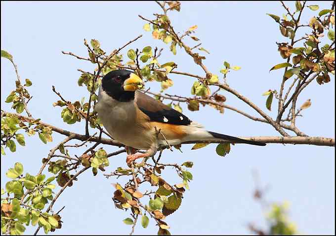 阳光、小鸟、秋叶