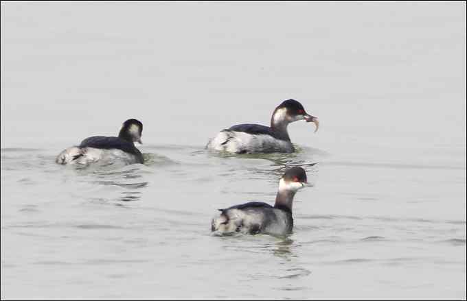 黑颈鸊鷉 红眼睛