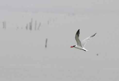 大山雀拍鸟突破200种啦！