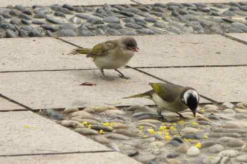 没想到我的小dc也能拍鸟 白头翁