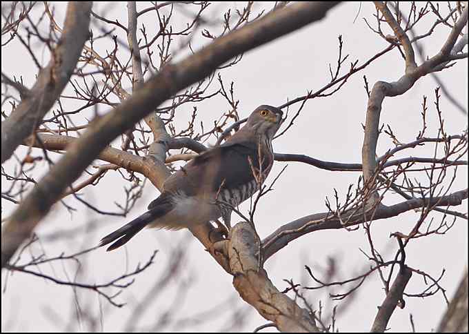 在小山村里拍家鸭家鹅