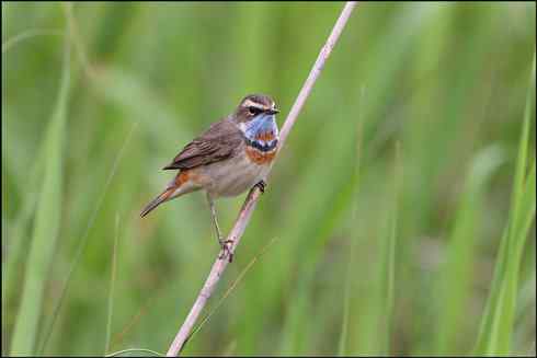 rp暴发才能拍到罕见的好鸟