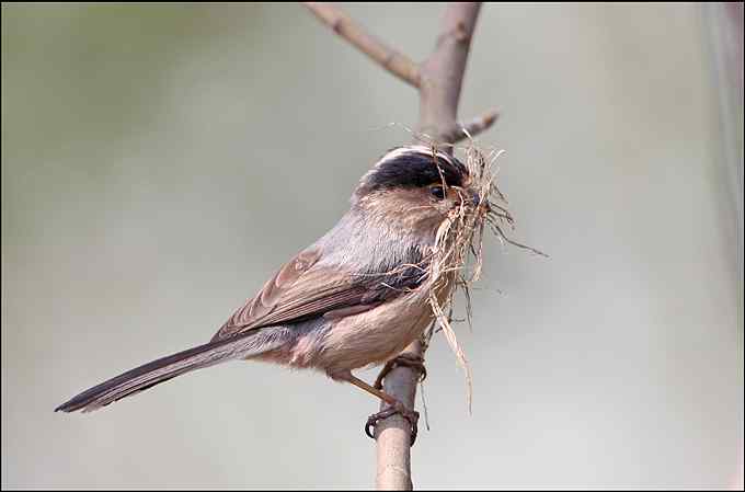 再拍银喉长尾山雀