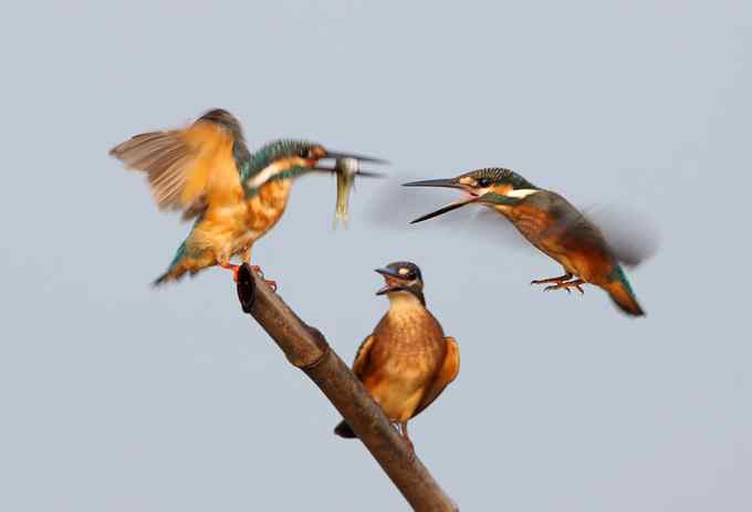 小翠鸟争鱼 摄影师拍鸟最富戏剧性的一瞬间 小翠鸟争鱼 摄影师拍鸟最富戏剧性的一瞬间