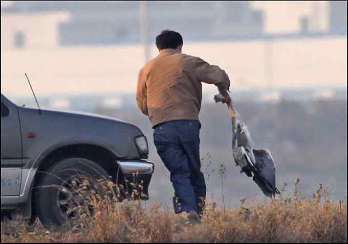 中华秋沙鸭。枪击打鸟 中华秋沙鸭。枪击打鸟