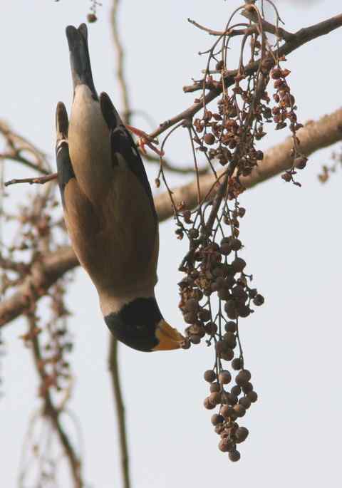倒挂金钩吃果果 黑尾蜡嘴雀