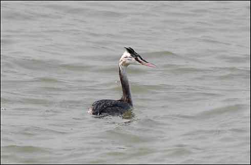 这么有型的头型不多见 凤头鸊鷉