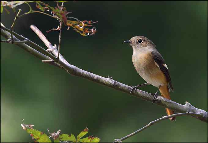 阳光、小鸟、秋叶