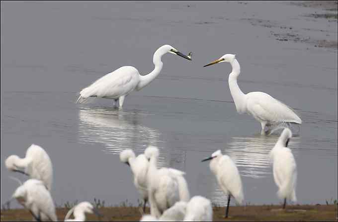鸟越来越难拍了 鸟越来越难拍了