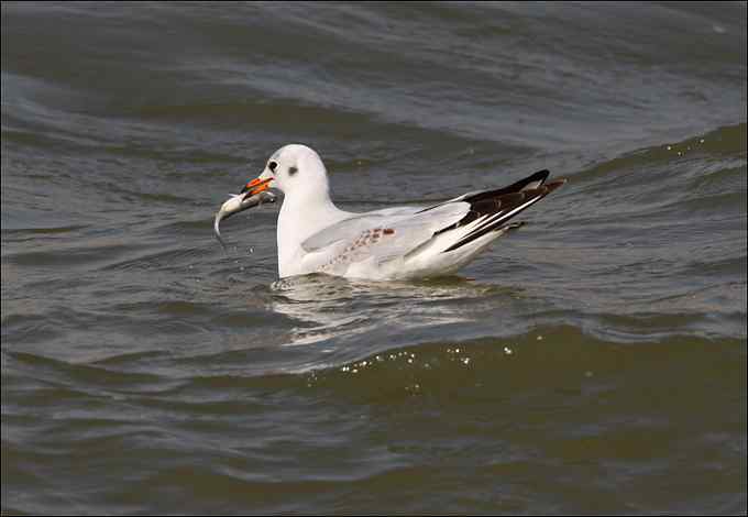 观鸟拍片 成败一瞬间