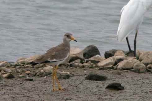 灰头麦鸡,又是 “全球性近危”!