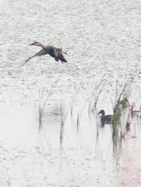 起飞的斑嘴鸭