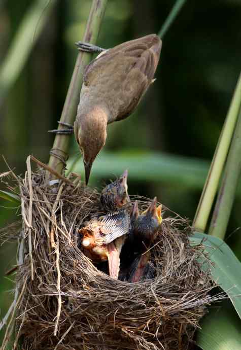 请注意小鸟的屁股! 请注意小鸟的屁股!
