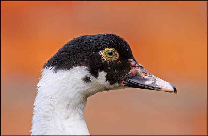 在小山村里拍家鸭家鹅
