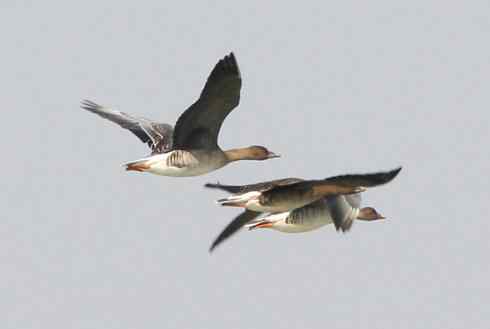 我心飞翔 多张鸟图